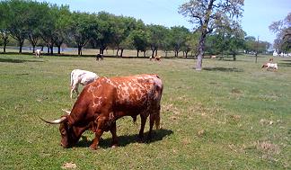 Texas Longhorn