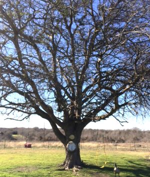 Wetterman Farm