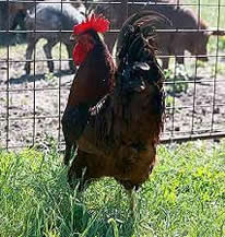 Willie at Wetterman Farm